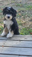 Purple Mini doodle, a female Poodle - Miniature  and Miniature Aussiedoodle for sale in Poplar Grove, IL – 3 of 9