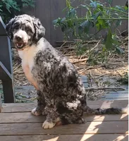 STELLA Re-Home, a female Bernedoodle and Poodle - Standard  for sale in Poplar Grove, IL – Photo 1 of 3