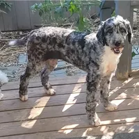 STELLA Re-Home, a female Bernedoodle and Poodle - Standard  for sale in Poplar Grove, IL – Photo 3 of 3