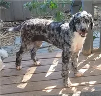 STELLA Re-Home, a female Bernedoodle and Poodle - Standard  for sale in Poplar Grove, IL – Photo 3 of 3