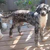 STELLA Re-Home, a female Bernedoodle and Poodle - Standard  for sale in Poplar Grove, IL – Photo 2 of 3