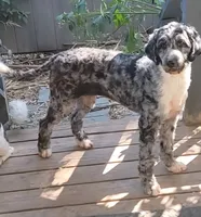 STELLA Re-Home, a female Bernedoodle and Poodle - Standard  for sale in Poplar Grove, IL – Photo 2 of 3