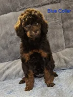 Blue color male Moyen, a male Poodle - Miniature  for sale in Poplar Grove, IL – 5 of 9