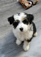 Mini Orange Collar , a male Miniature Aussiedoodle for sale in Poplar Grove, IL – 2 of 6