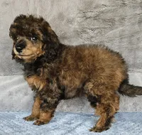 RED Color female small moyen, a female Poodle - Miniature  for sale in Poplar Grove, IL – 6 of 7