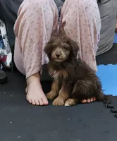 RED COLLAR Mini doodle, a female Poodle - Miniature  and Miniature Aussiedoodle for sale in Poplar Grove, IL – 3 of 10