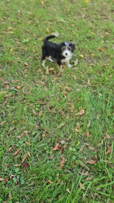 YELLOW collar Mini Doodle, a female Poodle - Miniature  and Miniature Aussiedoodle for sale in Poplar Grove, IL – 10 of 10