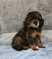 RED Color female small moyen, a female Poodle - Miniature  for sale in Poplar Grove, IL – 4 of 7