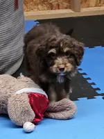 GREEN COLLAR MiniDoodle, a male Poodle - Miniature  and Miniature Aussiedoodle for sale in Poplar Grove, IL – 4 of 8