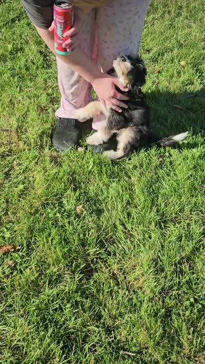 Purple Mini doodle, a female Poodle - Miniature  and Miniature Aussiedoodle for sale in Poplar Grove, IL – 9 of 9