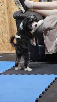 Purple Mini doodle, a female Poodle - Miniature  and Miniature Aussiedoodle for sale in Poplar Grove, IL – 8 of 9