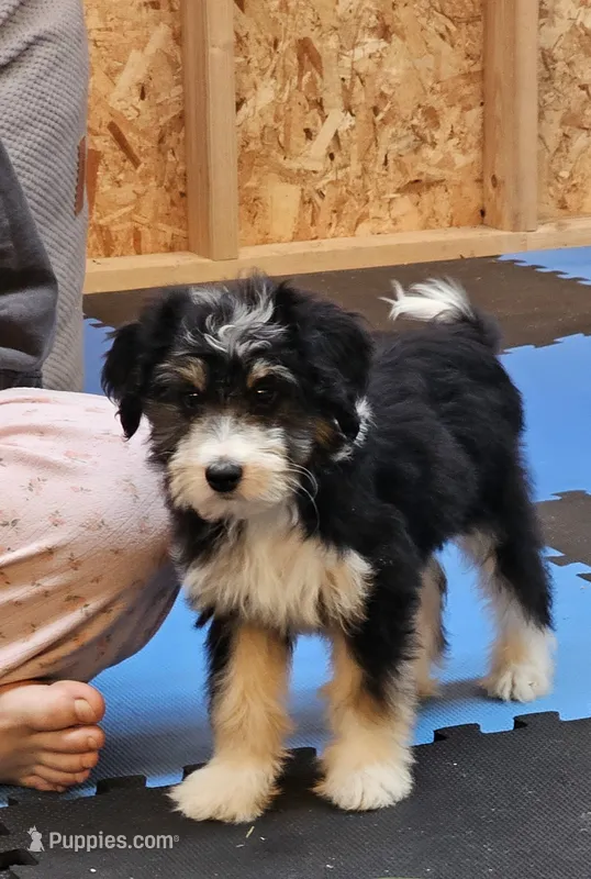 Purple Mini doodle, a female Poodle - Miniature  and Miniature Aussiedoodle for sale in Poplar Grove, IL – 1 of 9
