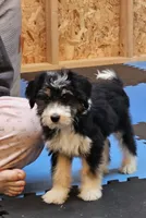 Purple Mini doodle, a female Poodle - Miniature  and Miniature Aussiedoodle for sale in Poplar Grove, IL – 1 of 9