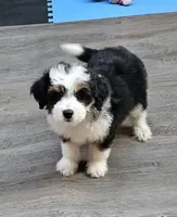 Mini Orange Collar , a male Miniature Aussiedoodle for sale in Poplar Grove, IL – 4 of 6
