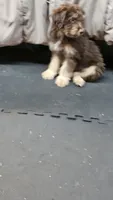 GREEN COLLAR MiniDoodle, a male Poodle - Miniature  and Miniature Aussiedoodle for sale in Poplar Grove, IL – 6 of 8