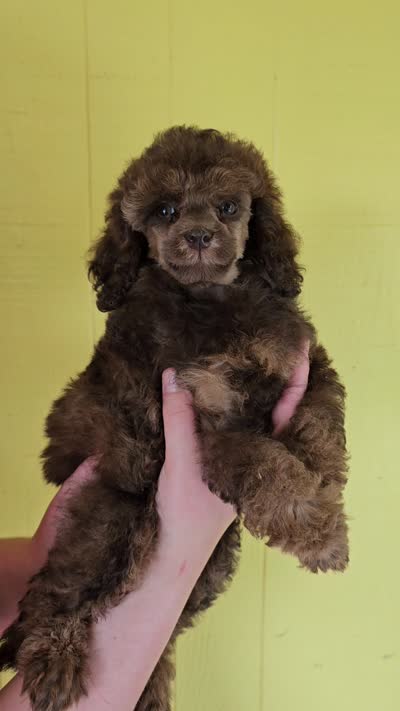 Pink collar gal, a female Poodle - Miniature  for sale in Poplar Grove, IL – 8 of 8