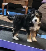 YELLOW collar Mini Doodle, a female Poodle - Miniature  and Miniature Aussiedoodle for sale in Poplar Grove, IL – 2 of 10