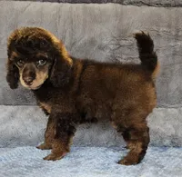 Orange Collar Moyen, a male Poodle - Miniature  for sale in Poplar Grove, IL – 2 of 8