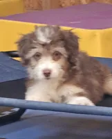 PINK COLLAR  Toy/Mini Doodle, a female Poodle - Miniature  and Miniature Aussiedoodle for sale in Poplar Grove, IL – 3 of 10