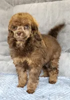 Pink collar gal, a female Poodle - Miniature  for sale in Poplar Grove, IL – 2 of 8