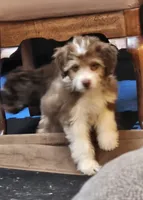 PINK COLLAR  Toy/Mini Doodle, a female Poodle - Miniature  and Miniature Aussiedoodle for sale in Poplar Grove, IL – 6 of 10