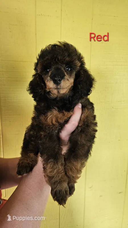 RED Color female small moyen – Poodle - Miniature  puppy for sale in Poplar Grove, IL