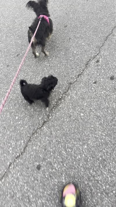 Doesn’t have a name yet , a male Miniature Schnauzer and Poodle - Miniature  for sale in Charlotte, NC – 3 of 4