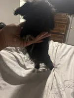 Doesn’t have a name yet , a male Miniature Schnauzer and Poodle - Miniature  for sale in Charlotte, NC – 2 of 4