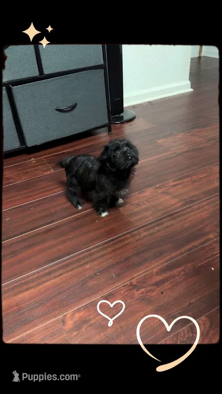 Doesn’t have a name yet  – Miniature Schnauzer, Poodle - Miniature  puppy for sale in Charlotte, NC