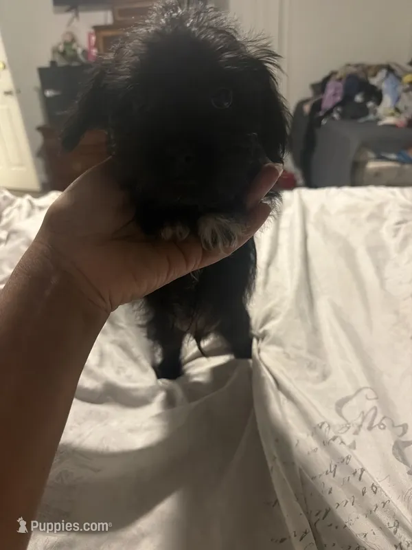Doesn’t have a name yet  – Miniature Schnauzer, Poodle - Miniature  puppy for sale in Charlotte, NC