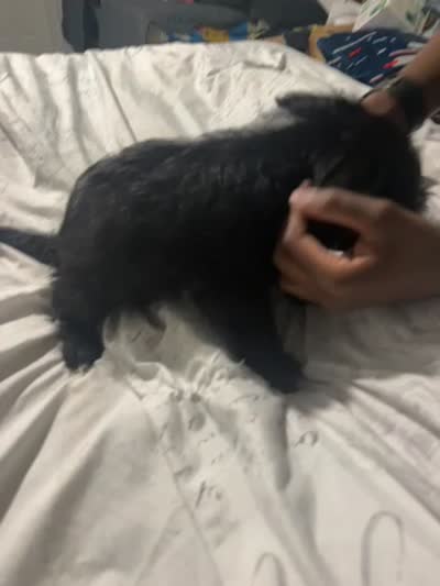 Doesn’t have a name yet , a male Miniature Schnauzer and Poodle - Miniature  for sale in Charlotte, NC – 4 of 4
