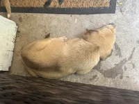 German mix , a male German Shepherd Dog for sale in Houston, TX – 3 of 5