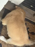 German mix , a male German Shepherd Dog for sale in Houston, TX – 5 of 5