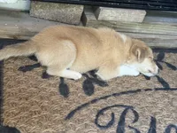 German mix , a male German Shepherd Dog for sale in Houston, TX – 4 of 5