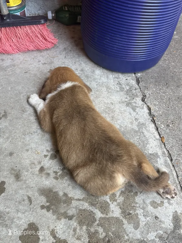 German mix  – German Shepherd Dog puppy for sale in Houston, TX