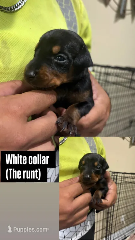 Doberman female , a female Doberman Pinscher for sale in Lehigh Acres, FL – Photo 1 of 1