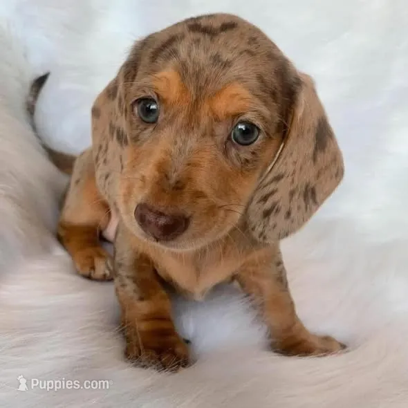 Cassy – Dachshund, Miniature Dachshund puppy for sale in Los Angeles, CA