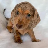 Cassy, a female Dachshund and Miniature Dachshund for sale in Los Angeles, CA – 1 of 4
