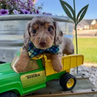 Tracy, a female Dachshund and Miniature Dachshund for sale in Los Angeles, CA – 3 of 3