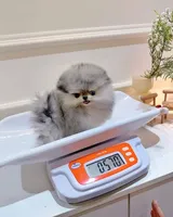 Cassie, a female Pomeranian for sale in Los Angeles, CA – 2 of 6