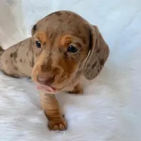 Cassy, a female Dachshund and Miniature Dachshund for sale in Los Angeles, CA – 3 of 4