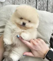 Cassie, a female Pomeranian for sale in Los Angeles, CA – 6 of 6