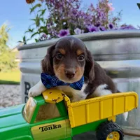 Tracy, a female Dachshund and Miniature Dachshund for sale in Los Angeles, CA – 2 of 3