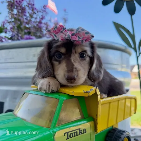 Tracy – Dachshund, Miniature Dachshund puppy for sale in Los Angeles, CA