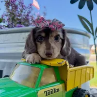 Tracy, a female Dachshund and Miniature Dachshund for sale in Los Angeles, CA – 1 of 3