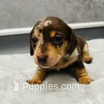 Tracy – Dachshund, Miniature Dachshund puppy for sale in Los Angeles, CA