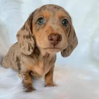 Cassy, a female Dachshund and Miniature Dachshund for sale in Los Angeles, CA – 4 of 4