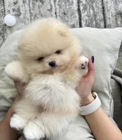 Cassie, a female Pomeranian for sale in Los Angeles, CA – 5 of 6
