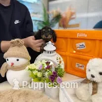Cassy – Dachshund, Miniature Dachshund puppy for sale in Los Angeles, CA