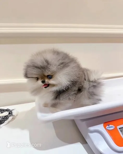 Cassie – Pomeranian puppy for sale in Los Angeles, CA